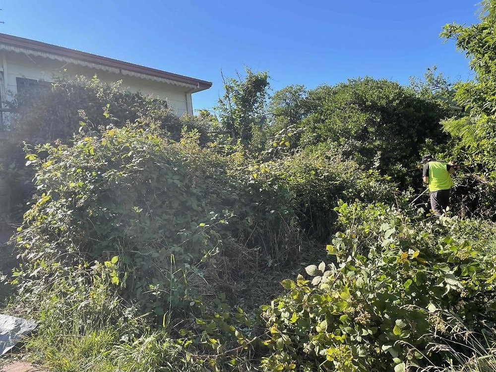 BEFORE - Dandenong, VIC. Large blackberry growth. Many metres of growth covering a back porch and much of a backyard.