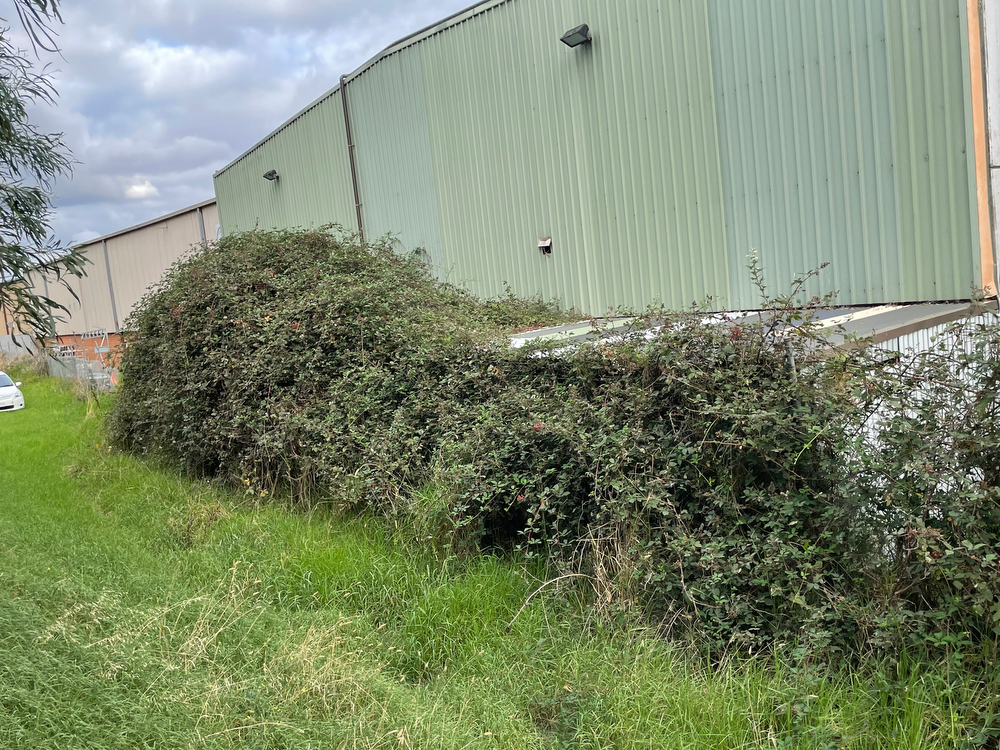 BEFORE - Bayswater, VIC.&nbsp;Blackberry behind a factory building on a light industry estate. Blackberry bushes were entangled in a chain-link fence and partially encased the building.