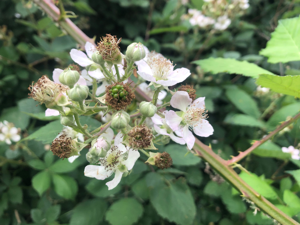 Blackberry flowers