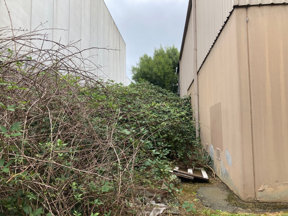 BEFORE - Rowville, VIC. A typical blackberry infesation between two industrial buildings and intertwined with a border fence.