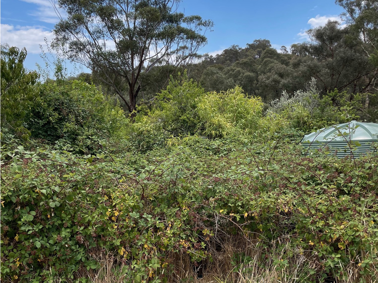 BEFORE - Hurstbridge, VIC. Blackberries and other vegetation hiding everything but the top of a water tank on a property.