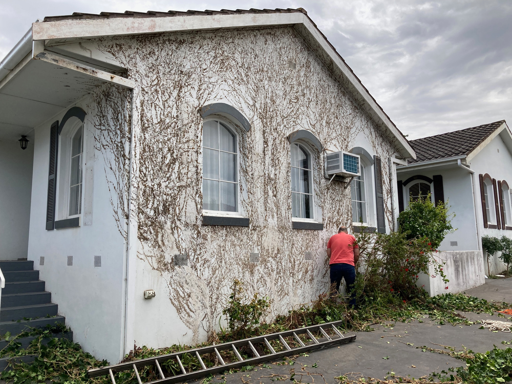 DURING - Removing the last of the ivy. Note the remaining plant & root material still &nbsp;ahering to the wall. This was removed with an intensive pressure wash.