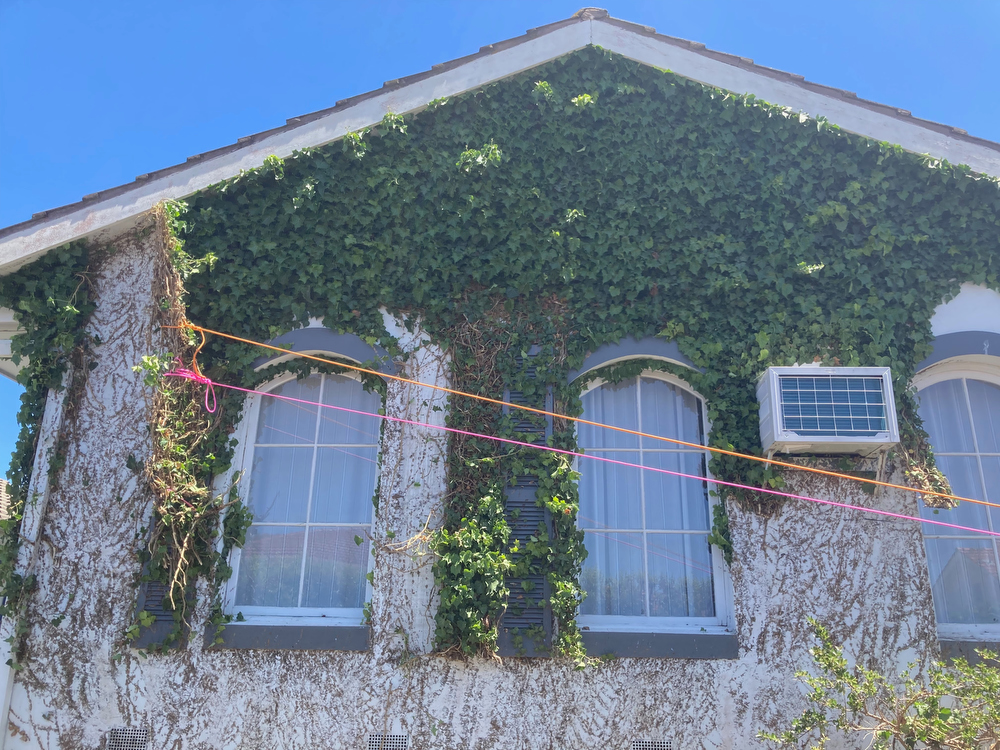 DURING - Pulling, prying and scraping ivy growth from the front wall using a variety of tools.