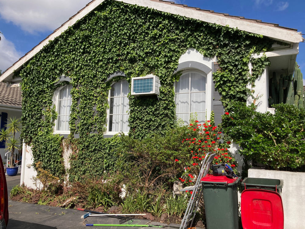 BEFORE - Preston, VIC. Ivy covering an entire wall of a heritage home in inner-city Melbourne. Both ends of this house were covered in ivy.