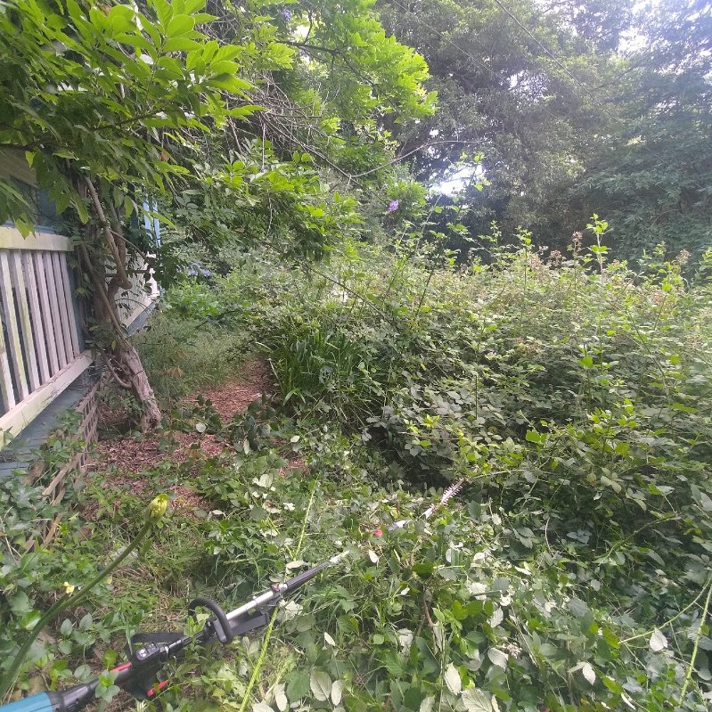 BEFORE - Dandenong, VIC. Large blackberry growth. Many metres of growth covering a back porch and much of a backyard.