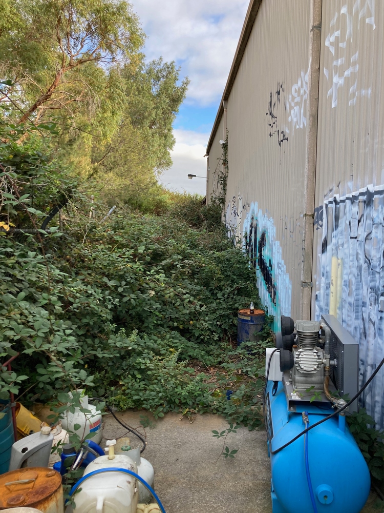 BEFORE - Oakleigh, VIC. Fifty plus metres of blackberry between an industrial building and chain link fence. This job was complicated by considerable debris found under the blackberry & tree limbs and branches growing into the space from an adjacent railway right of way.