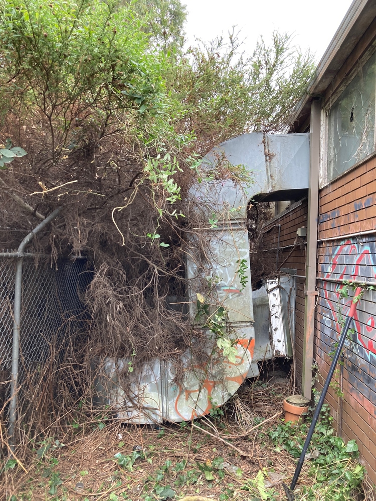 DURING - A massive air unit discovered entangled in branches and blackberry beside the building. Long forgotten debris and equipment, large and small, is often found under blackberry.