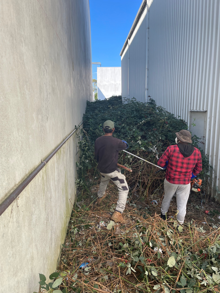 DURING - Team work. Workers using a brush saw & a rake to cut and remove blackberry. Note blocked doorway on right.