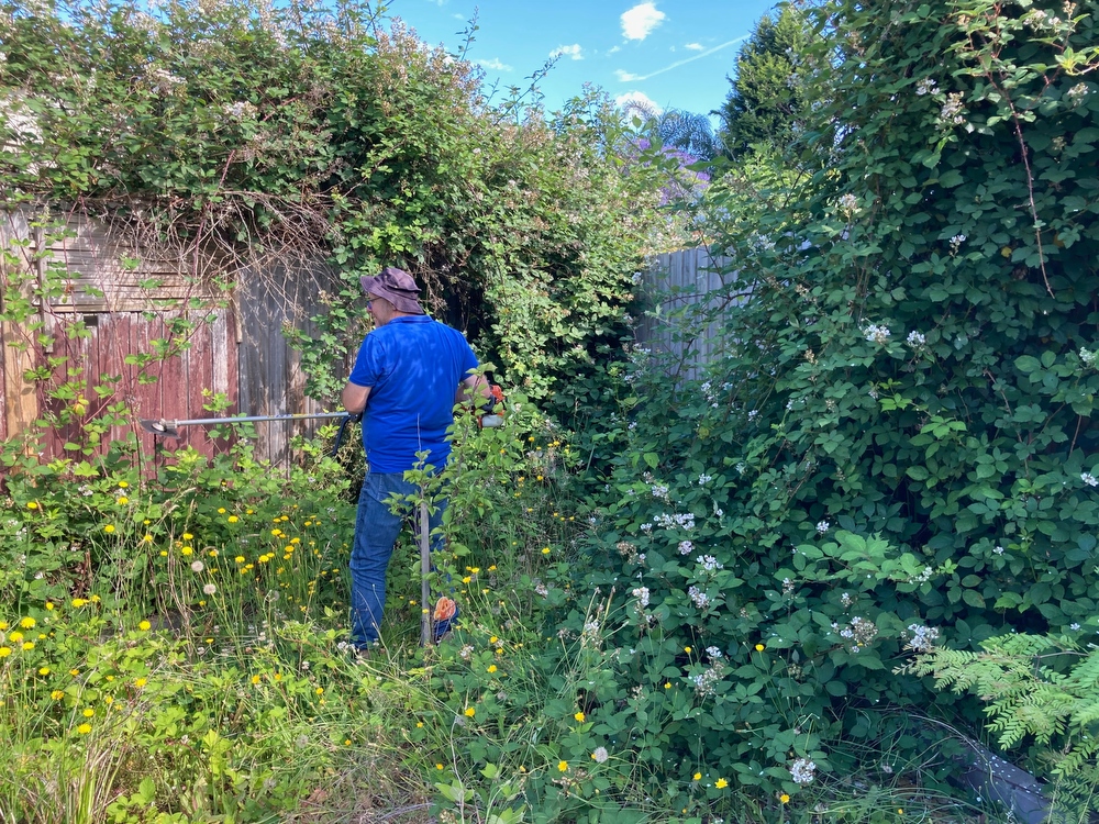 Blackberry being cut with brush saw