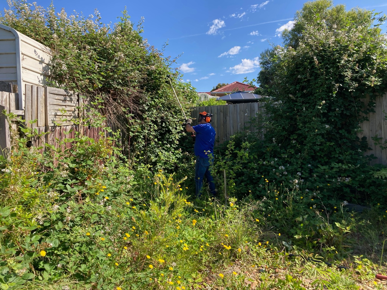BEFORE - Glen Waverley, VIC. Blackberry straddling a garden, several fences and a shed on 3 suburban properties.