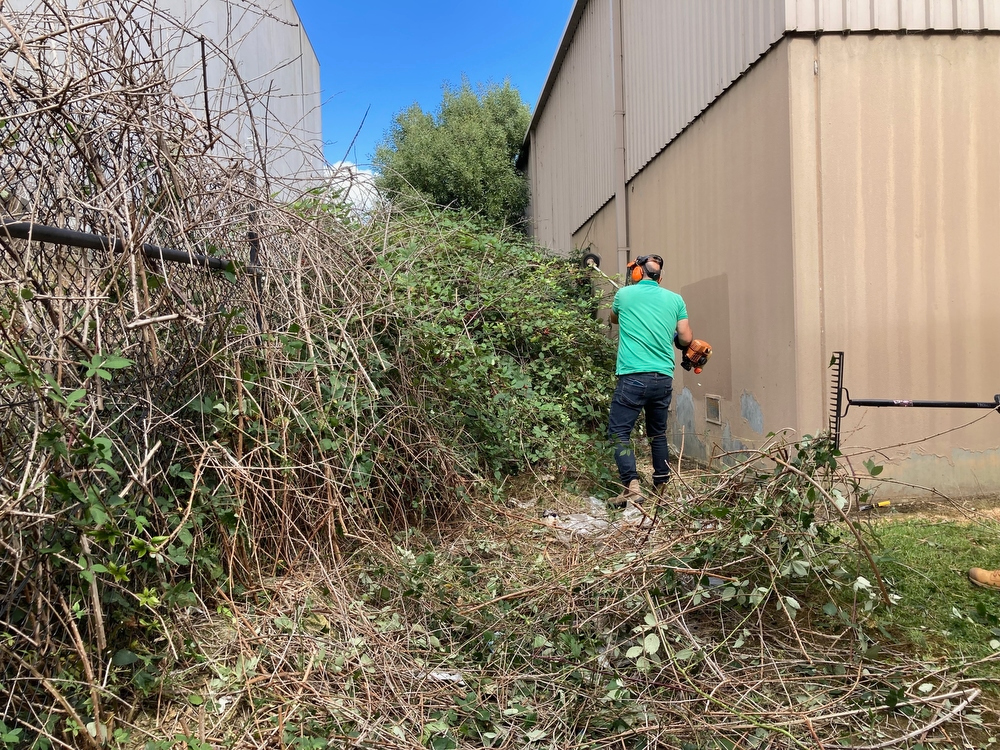 DURING - Worker cutting blackberry which is then manually raked together and disposed of.