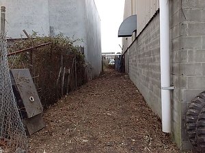 passageway between two industrial buildings cleared of blackberry bushes