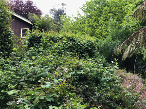 Blackberries covering a garden house before removal in Kalorama VIC