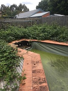 Pool surrounded by blackberries