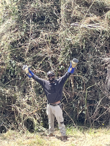 Worker standing in front of massive wall of blackberries on a dam in Chirnside Park VIC before their removal