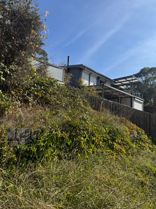 Blackberries growing on slope of lot in Greensborough