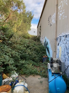 Blackberry crowding into space between fence and factory wall covering machinery in Oakleigh VIC