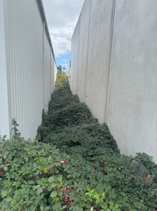Dense blackberry growth between two industrial buildings