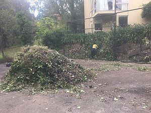 pile of blackberrry stalks before shifting to disposal skip